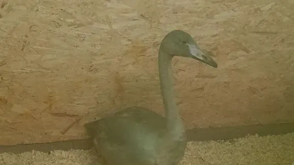 Фото предоставлено департаментом природных ресурсов ЯНАО