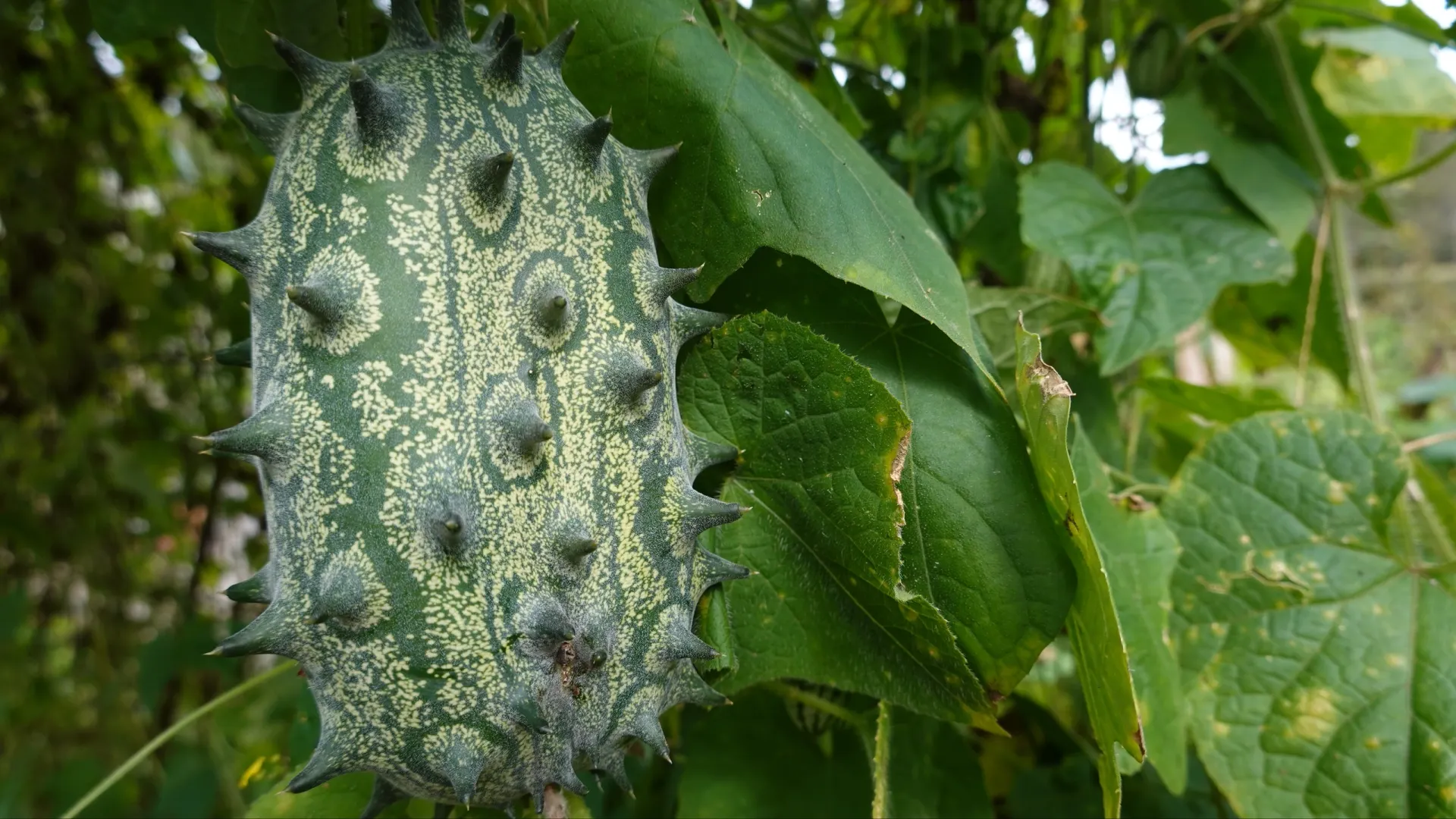 Огурец кивано. Фото: La Huertina De Toni/Shutterstock/Fotodom