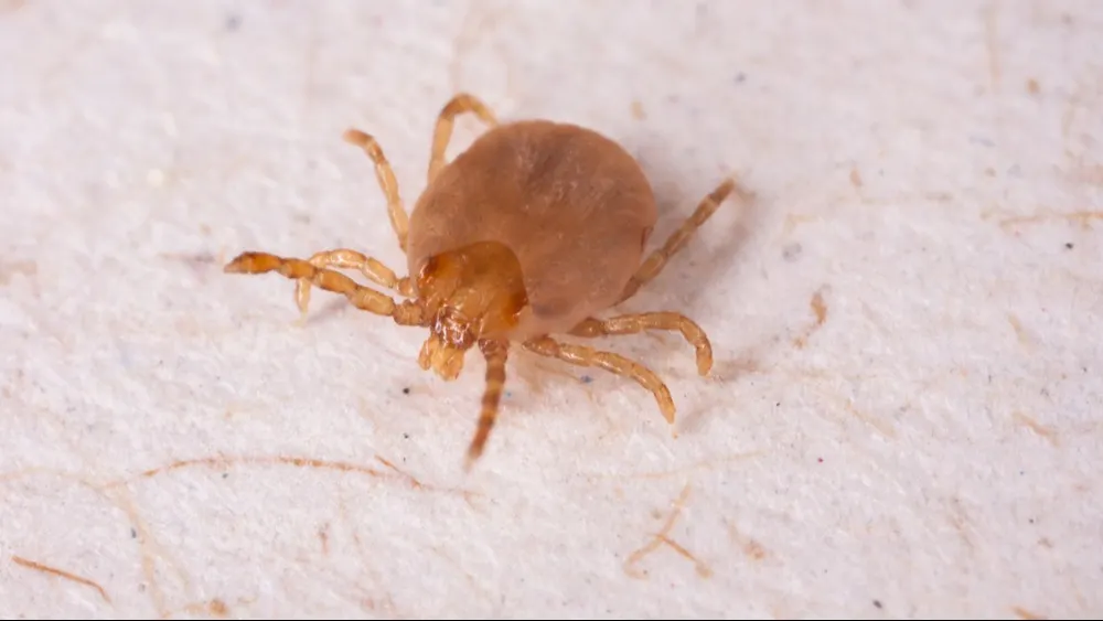 Клещ. Фото: Tacio Philip Sansonovski/Shutterstock/Fotodom