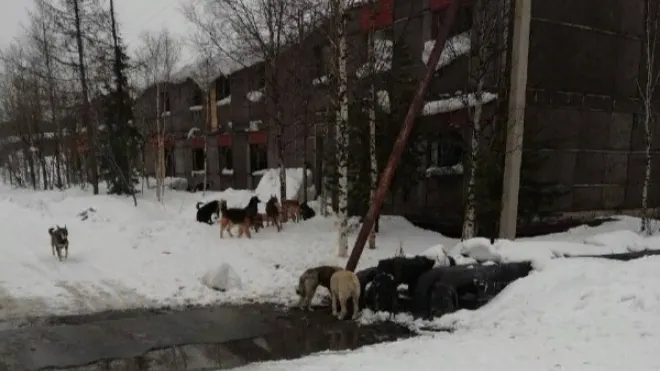 Фото: «Сова Сказала»/tg