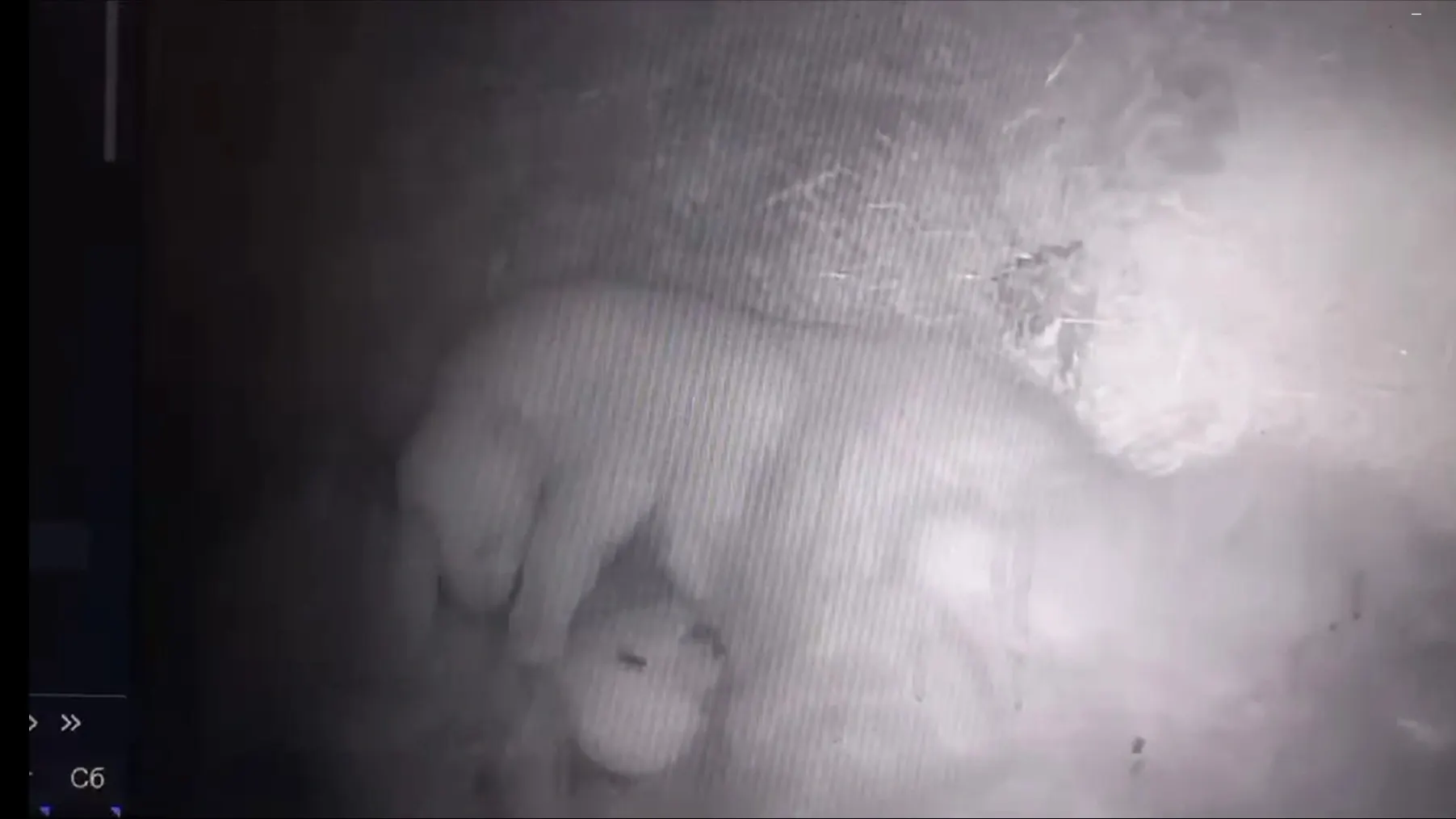 Новорожденные медвежата. Фото: пресс-служба Якутского зоопарка «Орто-Дойду»