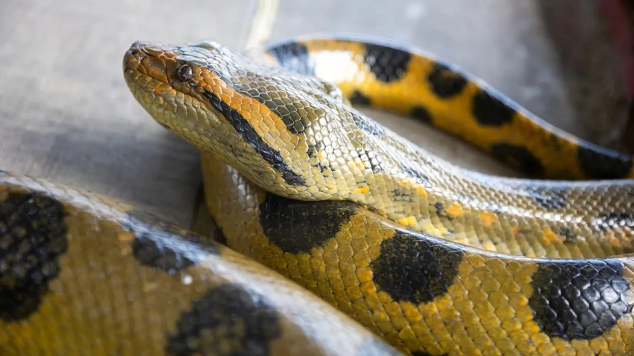 Фото: Milton Rodriguez/Shutterstock/Fotodom