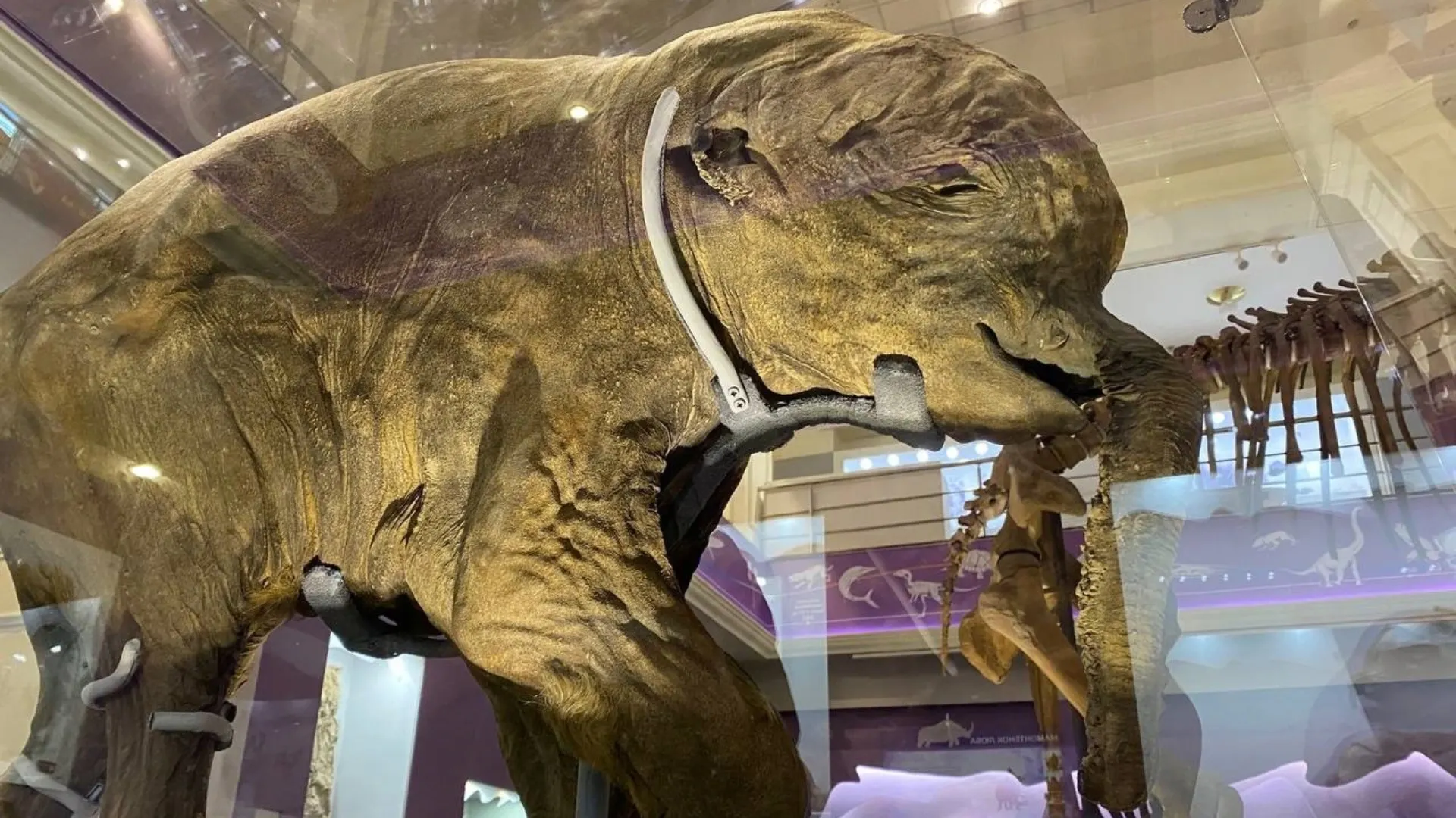 Мамонтенок Люба. Сейчас в специальной витрине в главном музее Ямала выставлен именно оригинал. Фото: Анна Пашкова/«Ямал-Медиа»