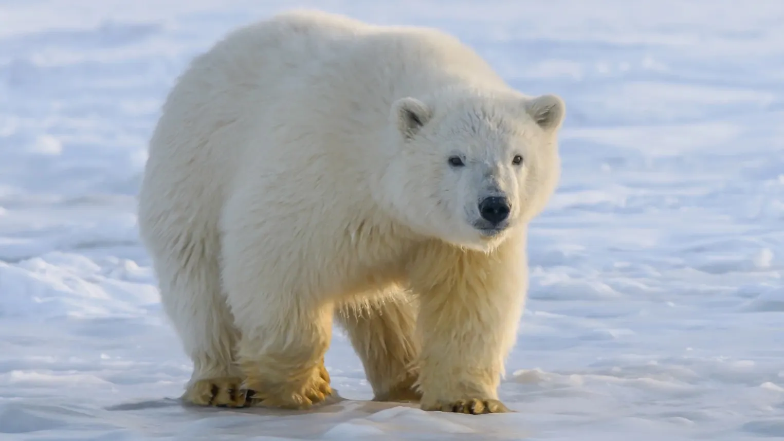 Hans-Jurgen Mager / Unsplash. com