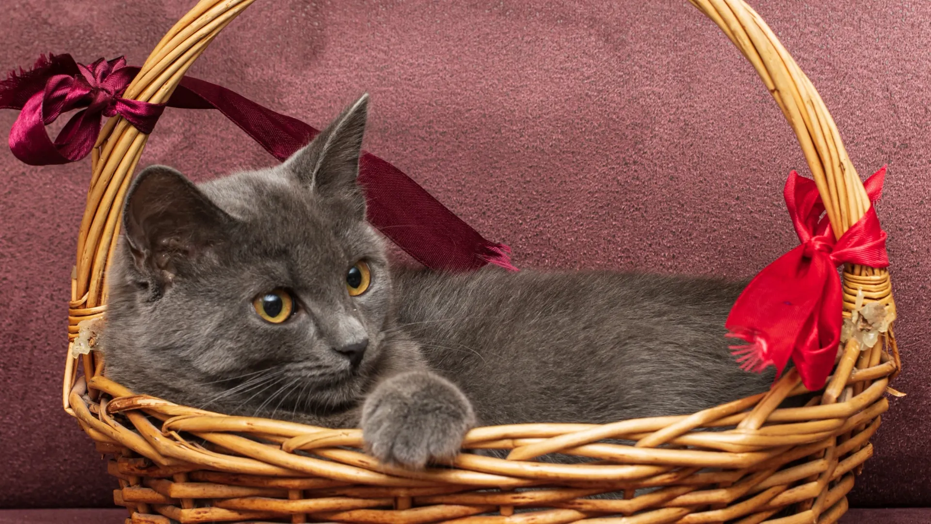 Фото: BERNATSKAIA OKSANA/Shutterstock/Fotodom