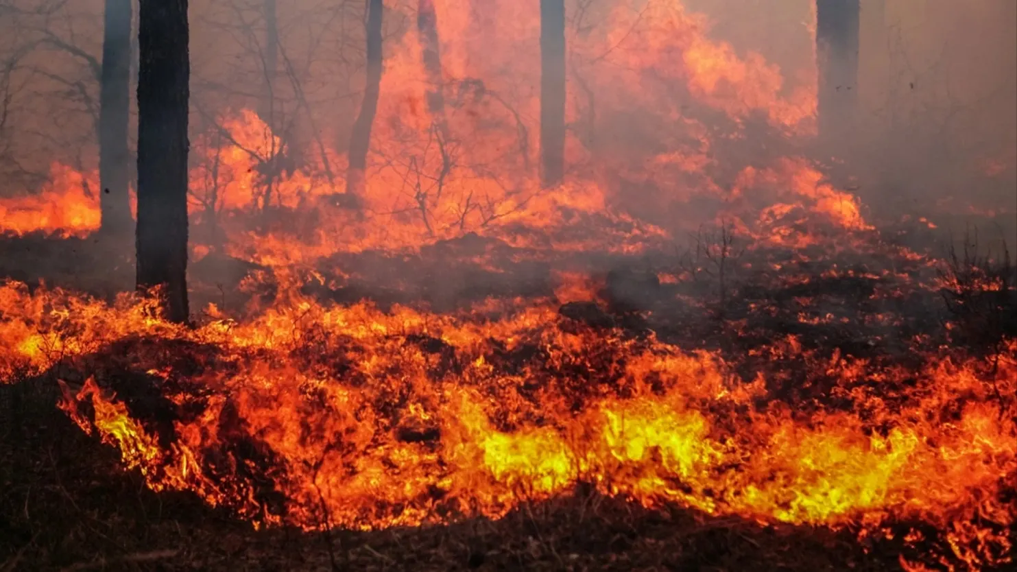 Фото: mironov/shutterstock.com