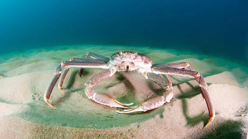 Филиппинская фудблогер умерла, поужинав ядовитыми крабами на камеру