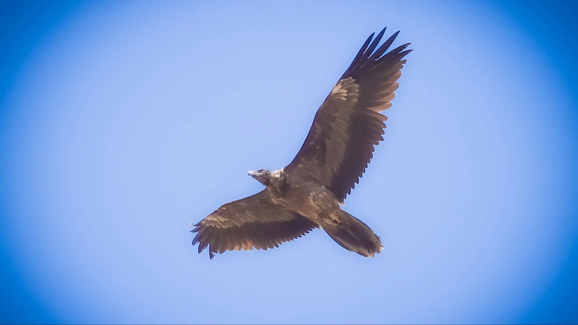Птица Хумай есть не только в тюркской, но и в иранской мифологии. Это символ счастья, свободы и благословения. Согласно поверьям, прикосновение тени птицы приносит человеку счастье и высокое предназначение. Но чаще Хумай ассоциируется не с лебедем, а с хищной птицей.  Фото: seyedvahid/Shutterstock/Fotodom
