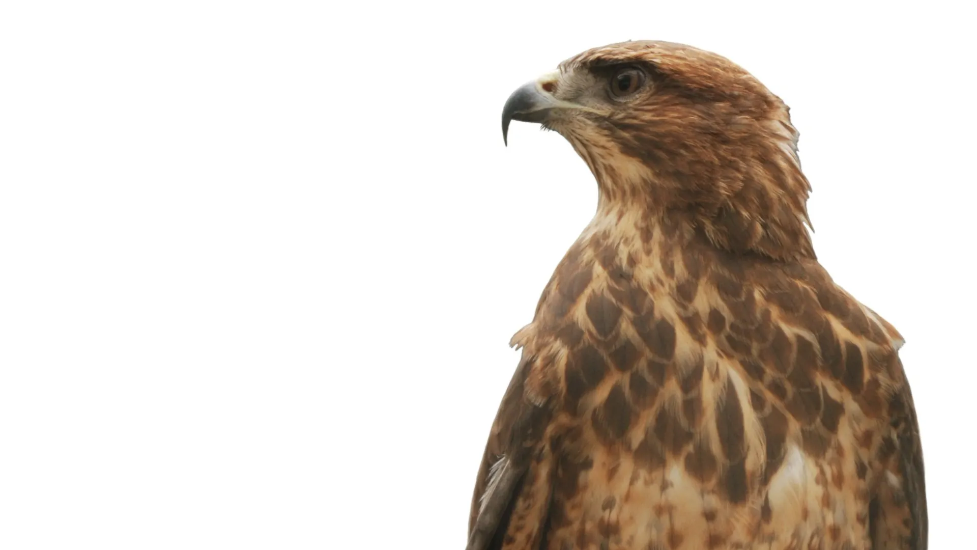 Фото: Galushko Sergey/Shutterstock/Fotodom