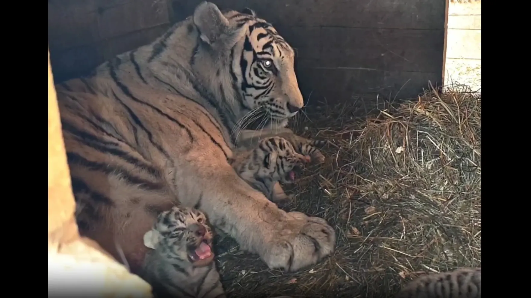 Фото: t.me/zoo22ru