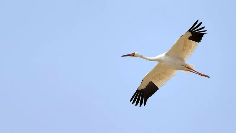 Фото: Wang LiQiang/Shutterstock/Fotodom