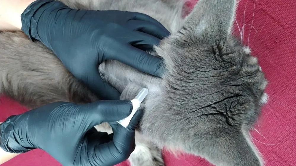 Фото: Nick Alias/Shutterstock/Fotodom