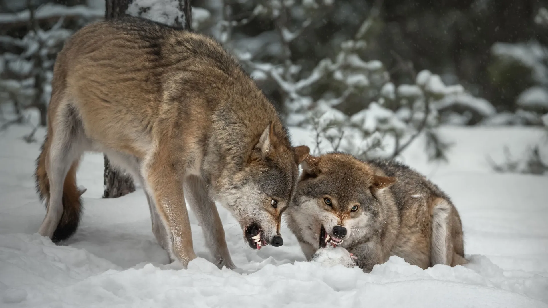 Волки могут нападать на молодых и слабых оленей. Фото: Olga Rudchenko / Shutterstock / Fotodom