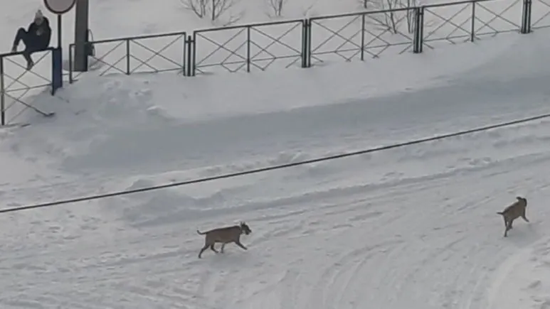 Фото: vk.com/typicall_gubkinskiy