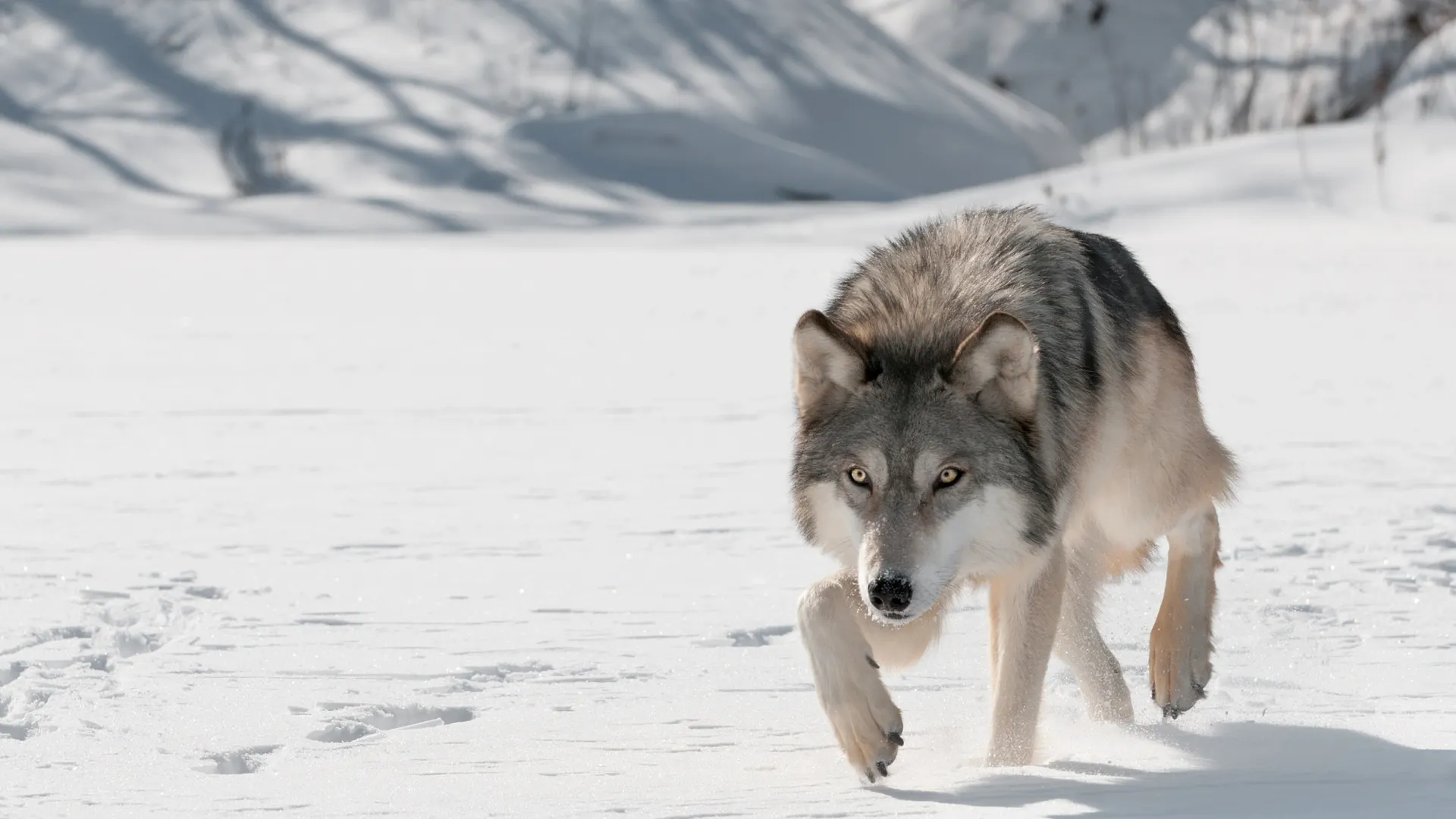 Фото: Holly Kuchera/Shutterstock/Fotodom