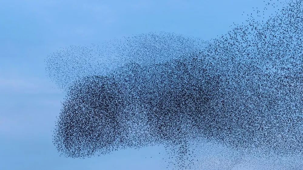 Фото: Franke de Jong/Shutterstock/ФОТОДОМ