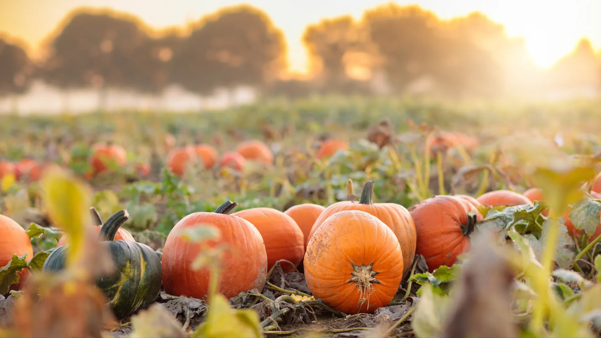 Фото: FamVeld/Shutterstock/Fotodom