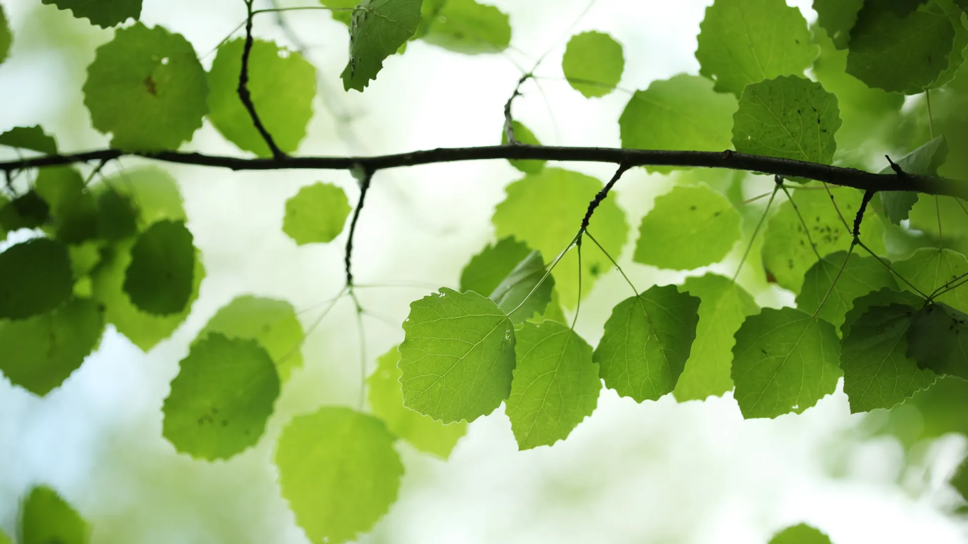 Фото: logoboom/Shutterstock/Fotodom