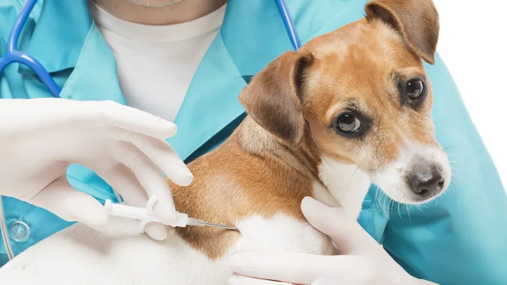 Фото: Iryna Kalamurza/Shutterstock/Fotodom