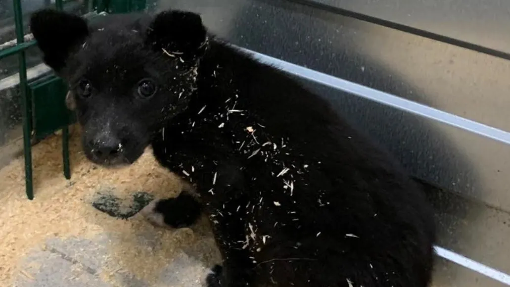 Фото: vk.com/gorodskoipriiut