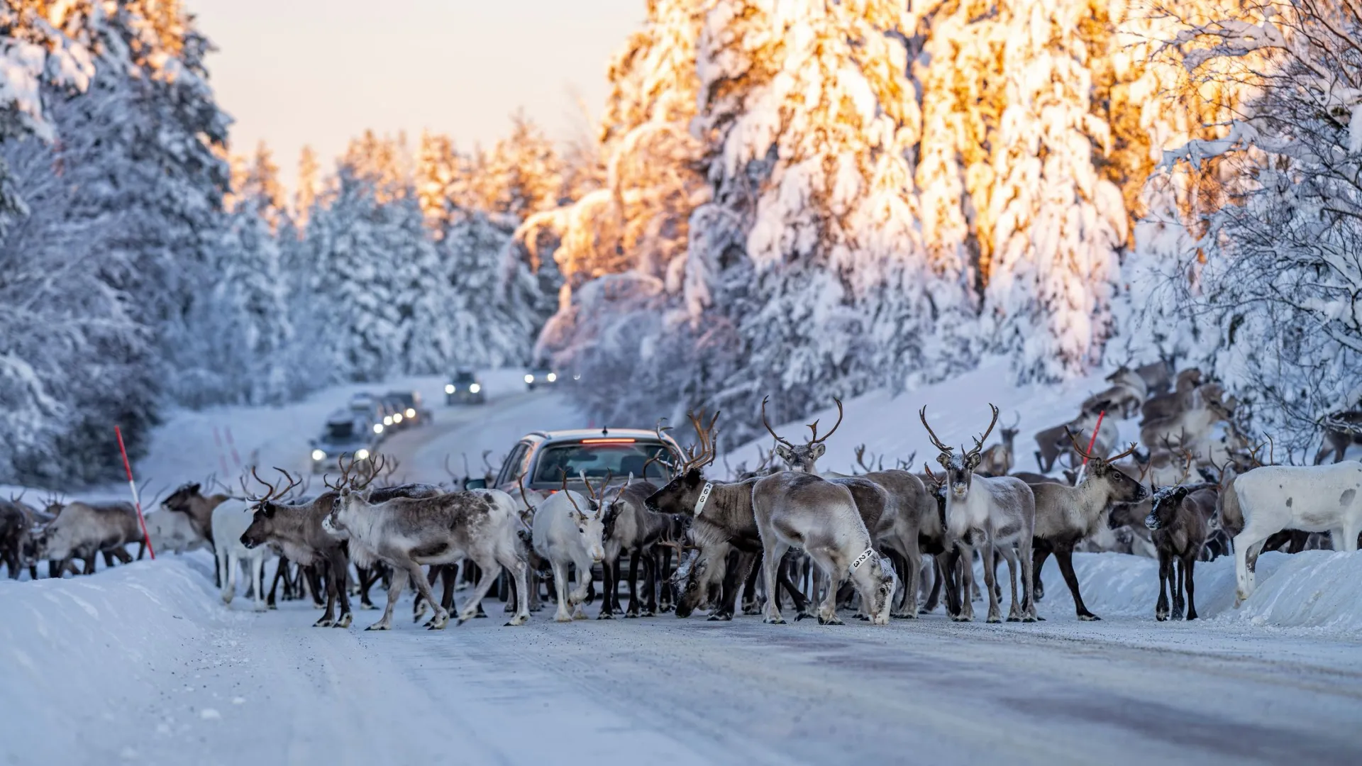 Фото: David Pineda Svenske/Shutterstock/Fotodom