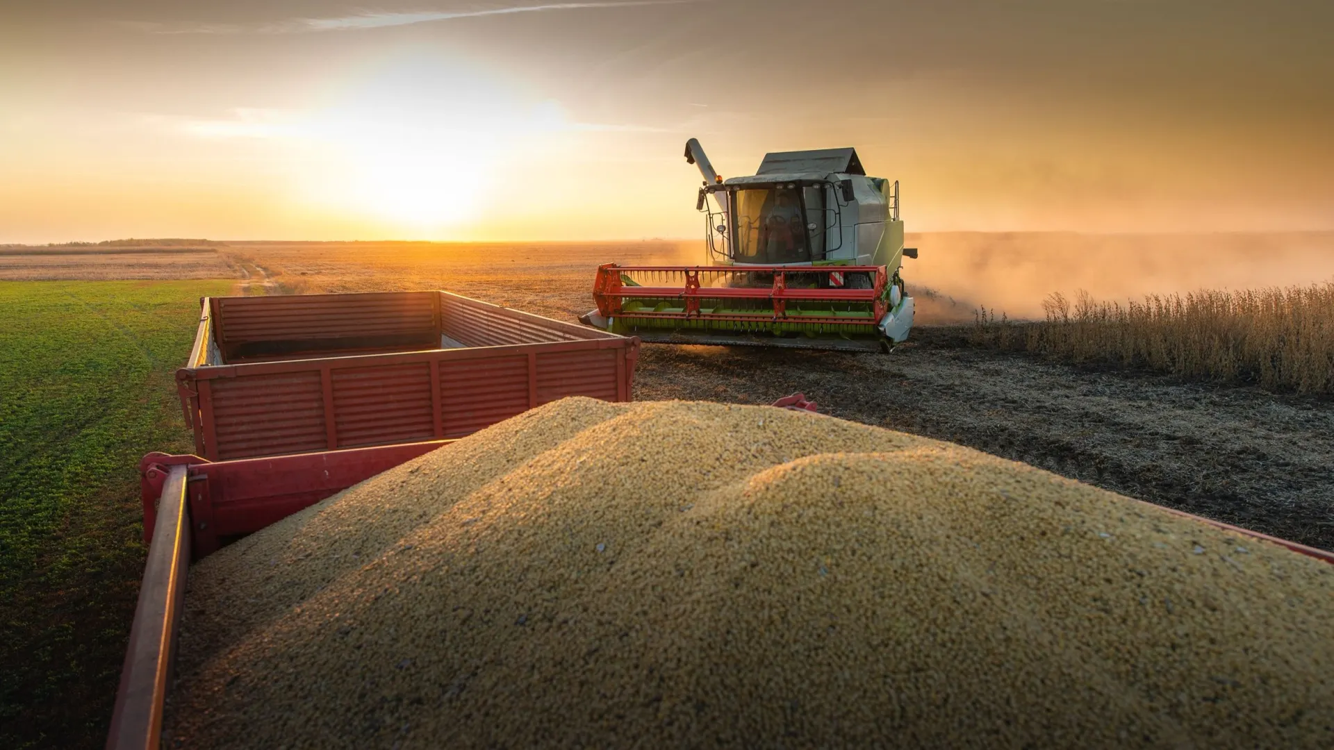 Фото: Fotokostic/Shutterstock/Fotodom