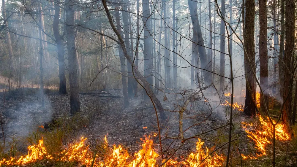 Фото: Anton Gvozdikov/Shutterstock