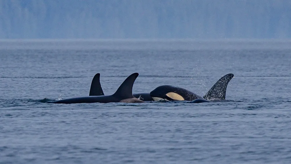 Фото: Holly S Cannon/Shutterstock/Fotodom