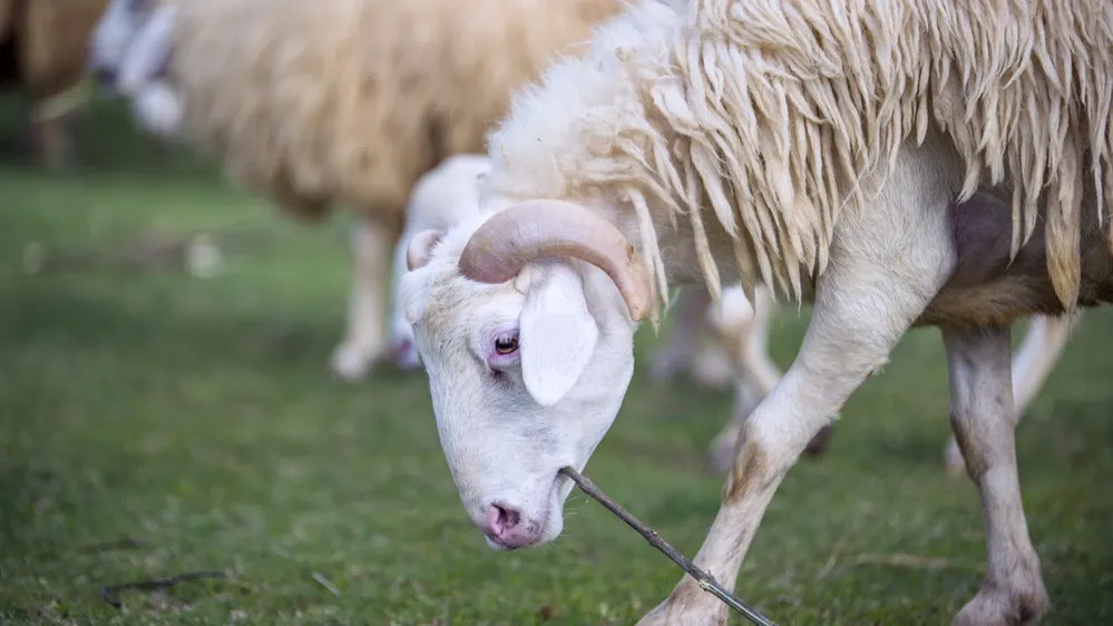 Фото: Eak.Temwanich/Shutterstock/Fotodom