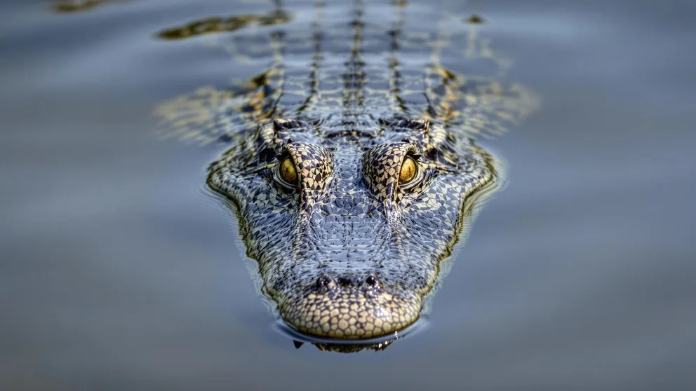 Фото: Kamal15/Shutterstock/Fotodom