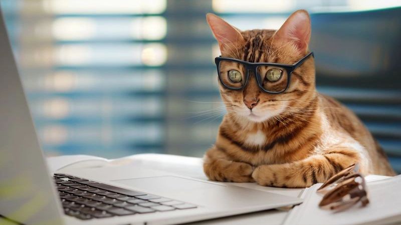 Кот Ларри из резиденции британского премьера «заподозрил» Трампа в работе на РФ