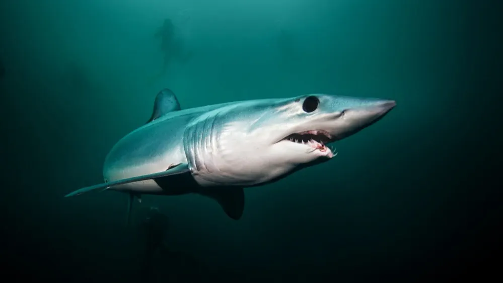 Фото: Martin Prochazkacz/Shutterstock/Fotodom