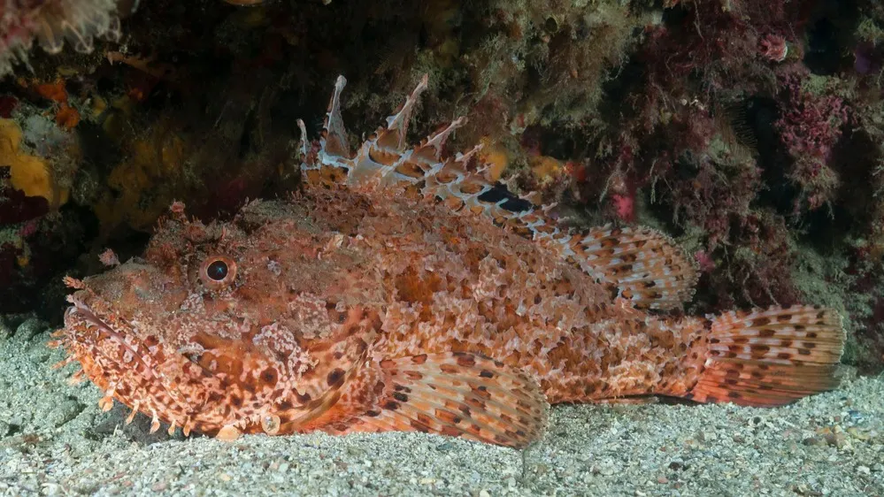 Фото: Jesus Cobaleda/Shutterstock/Fotodom