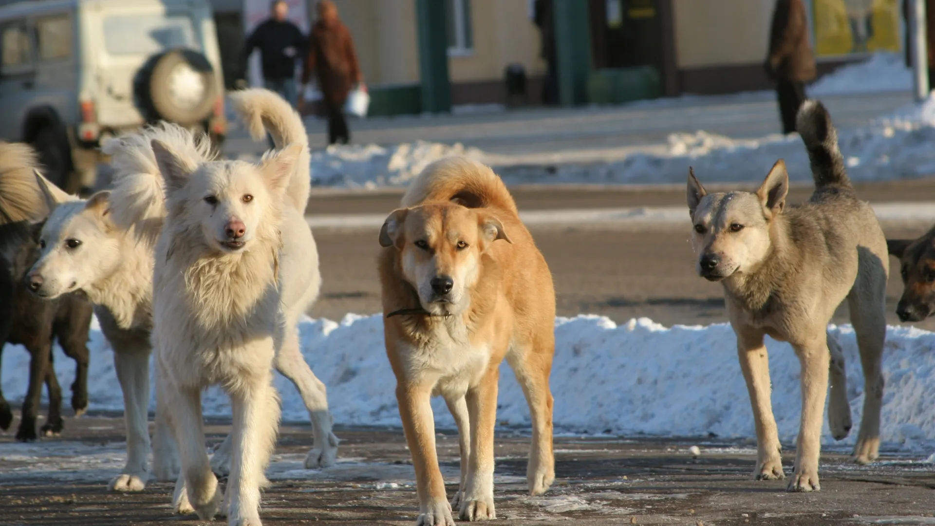 Фото: vladimir sofronov/Shutterstock/Fotodom