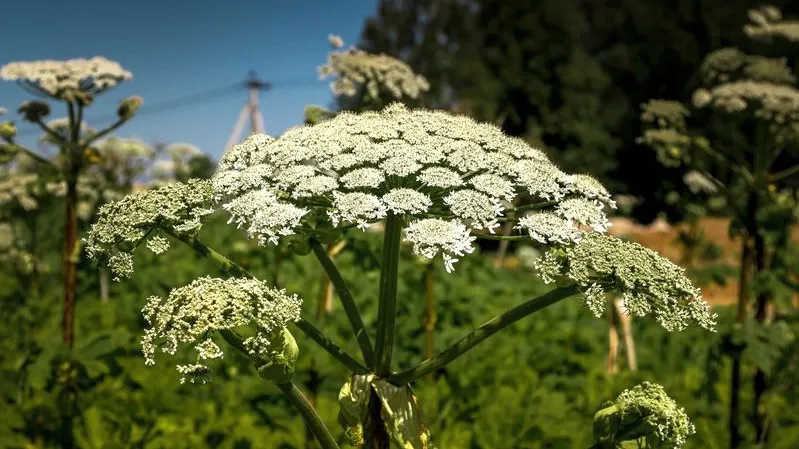 pic