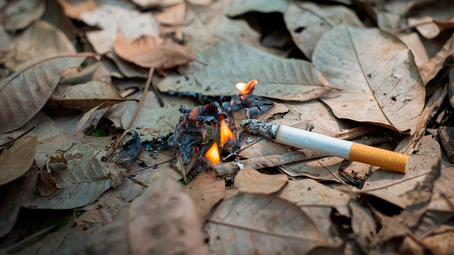 Фото: Thichaa/shutterstock.com