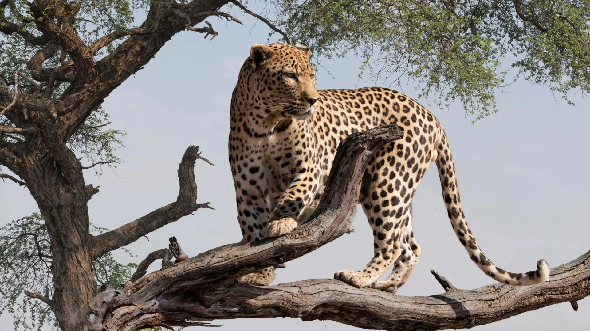 Фото: Michael Wick/Shutterstock/Fotodom