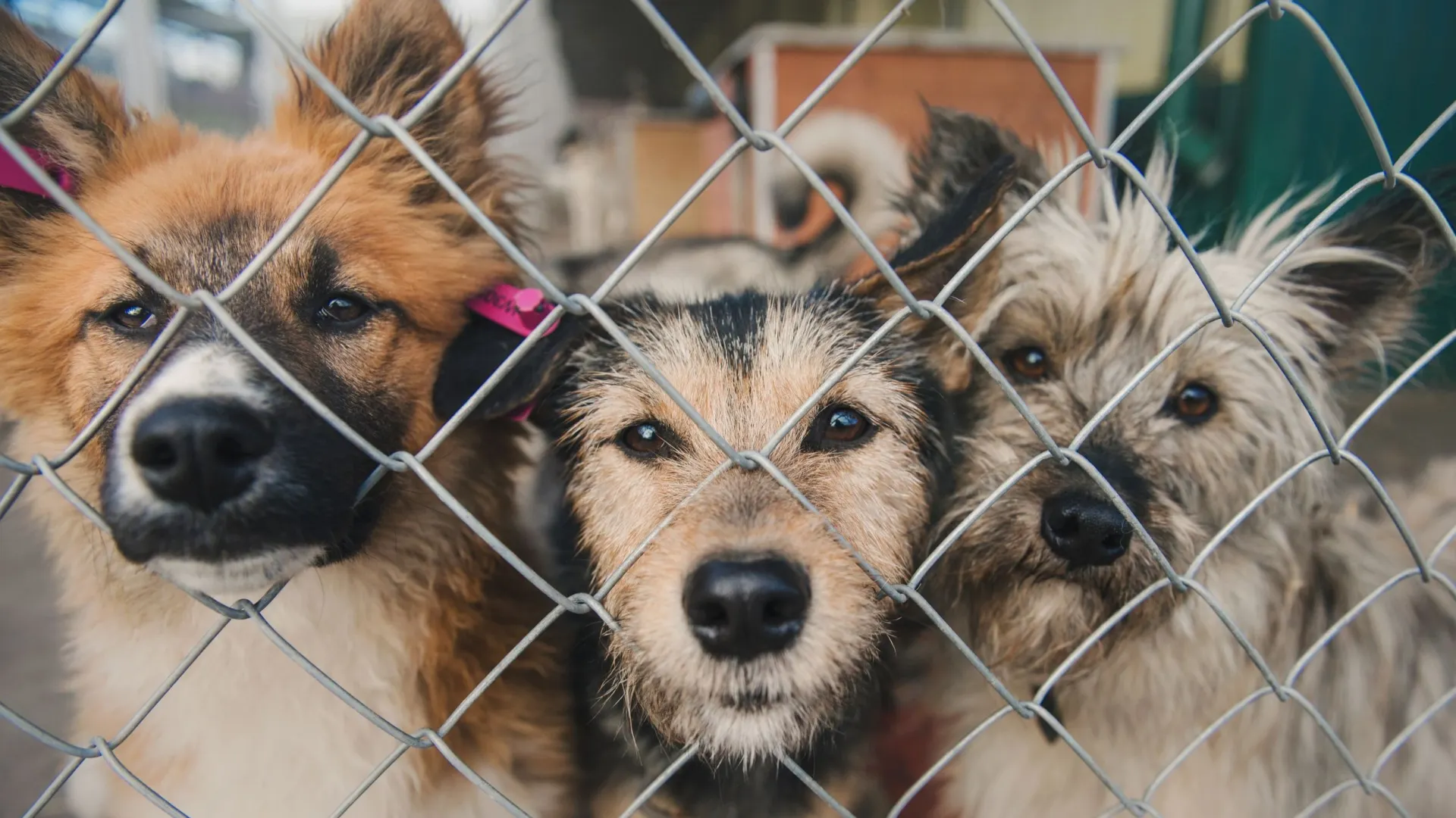 Фото: Ann Tyurina/Shutterstock/Fotodom