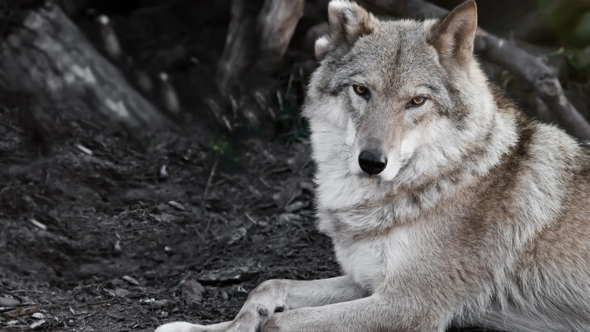 Фото: Mikhail Semenov/Shutterstock/Fotodom