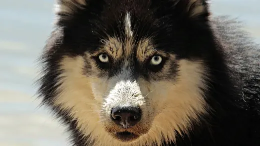 Жители Лабытнанги жалуются на стаю бродячих собак