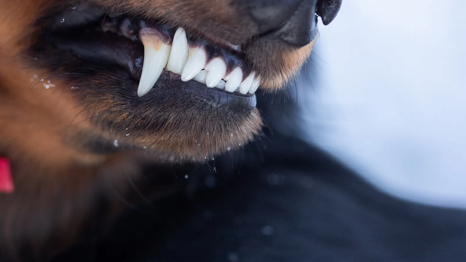 Фото: Dasha Lapshina/Shutterstock