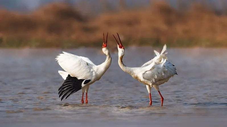 Улетающие 23 августа журавли указывали на скорую зиму. Фото: Wang LiQiang/Shutterstock/Fotodom