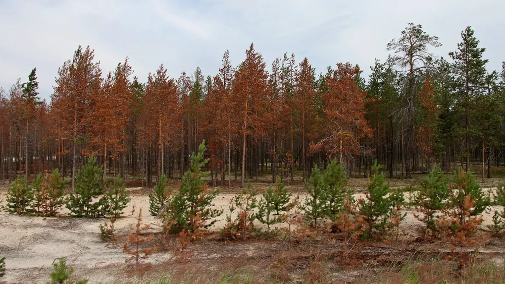 Фото: NK-55/Shutterstock