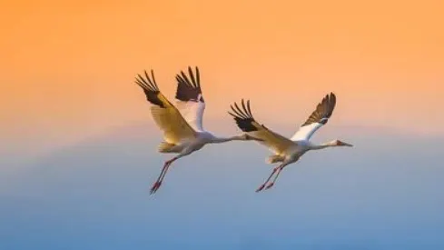 Фото: Wang LiQiang/Shutterstock/Fotodom