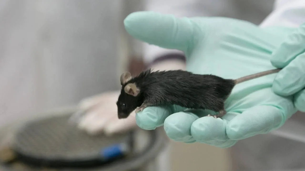 Эксперимент по отработке кормления животных в условиях, имитирующих содержание мышей на биоспутнике «Бион-М2» в ИМБП РАН. Фото: vk.com/imbp_ru