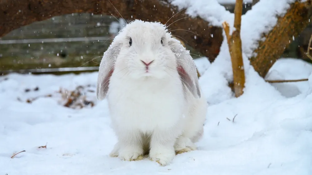 Фото: Nattapong Assalee/Shutterstock/Fotodom