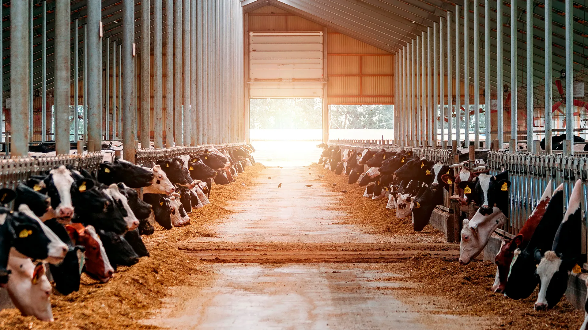 Фото: Vladimir Mulder / Shutterstock.com