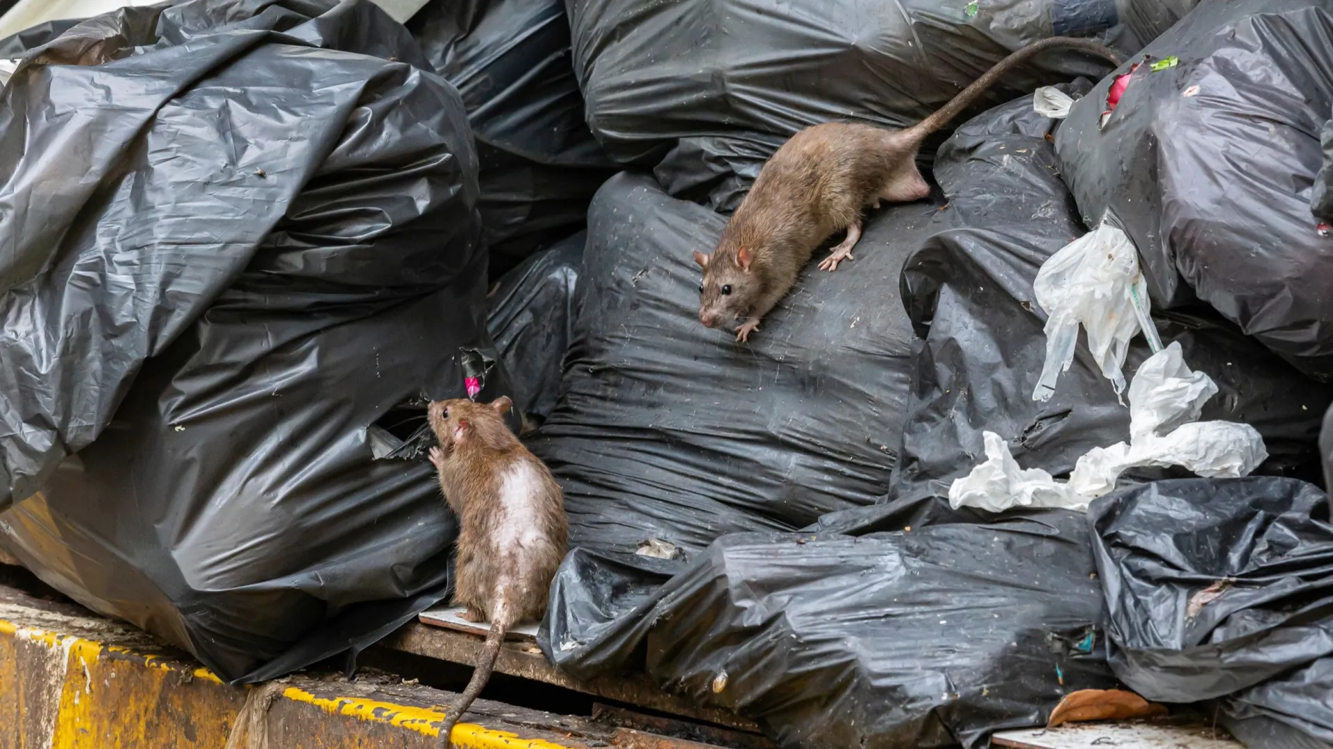 Фото: Chanawat Jaiya/Shutterstock/Fotodom