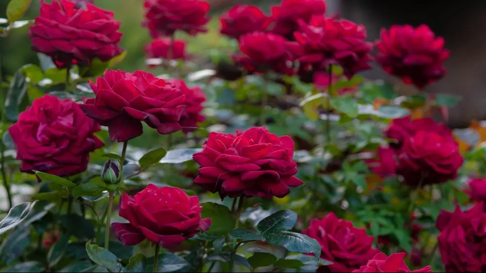 Красные розы «Ингрид Бергман». Фото: Nijole Vaic/Shutterstock/Fotodom