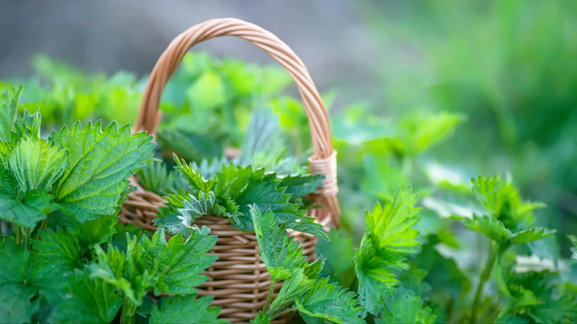 Фото: Lipatova Maryna/Shutterstock/Fotodom